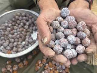 Toroslar'dan kazanlara: 1 gramı bile kıymetli! Dertlere derman veriyor...