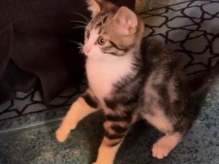 Gümüşhane'de yavru kedinin camide gülümseten oynu