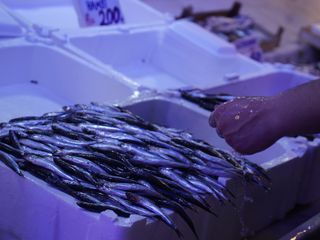 Sakarya'da balık tezgahlarının yeni lideri istavrit oldu