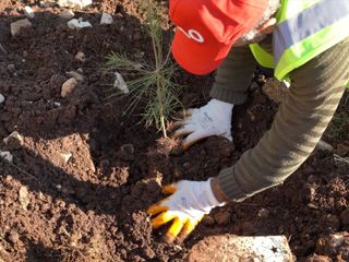 Gabar’da Petrolün Yanına Yeşil Dokunuş: 100 Bin Fidanlık Seferberlik