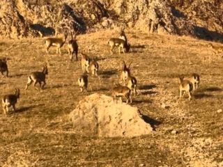 Elazığ'daki tarihi kalede dağ keçileri görüldü