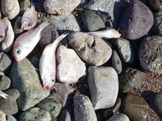 Datça sahilinde endişelendiren manzara: Ölü balıklar kıyıya vurdu