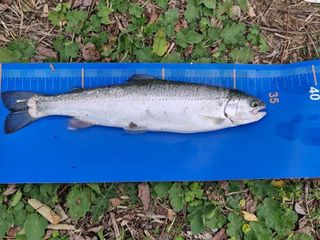 Derbent Barajı’nda gökkuşağı alabalığı için olta atıldı