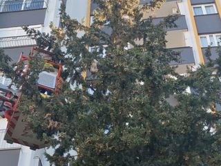 Adana'da köpekten kaçan kedi 3 gün ağaçta mahsur kaldı