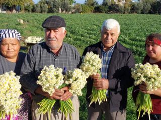 Mersin'de nergisler erken açtı