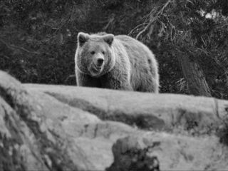 Japonya'da ayı saldırılarına karşı yapay zekalı gözetleme sistemi