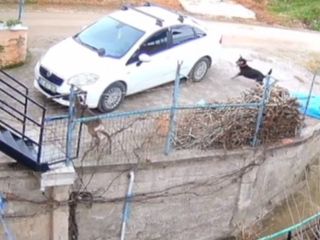 Ordu’da sahipsiz köpeklerin saldırdığı karaca telef oldu