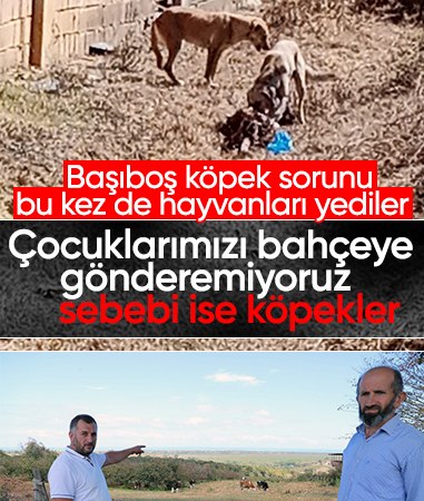 Sakarya'da başıboş köpek dehşeti! Hayvanları telef ettiler...