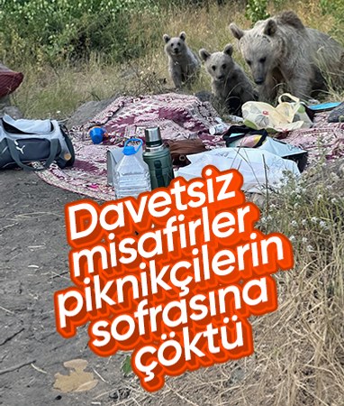 Bitlis'te ayılar piknikçilerin yiyeceklerini yedi
