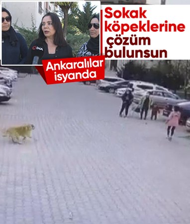 Ankara'da başıboş köpekler mahalle sakinlerini perişan etti