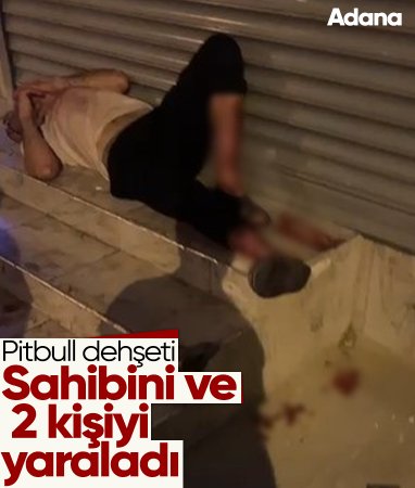 Adana'da evden kaçan pitbull dehşet saçtı: 3 yaralı