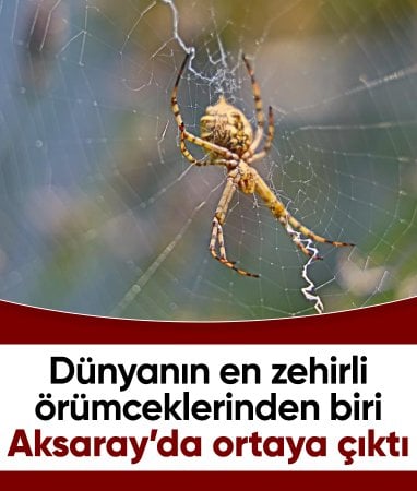 Aksaray'da dünyanın en zehirli örümceklerinden biri görüldü