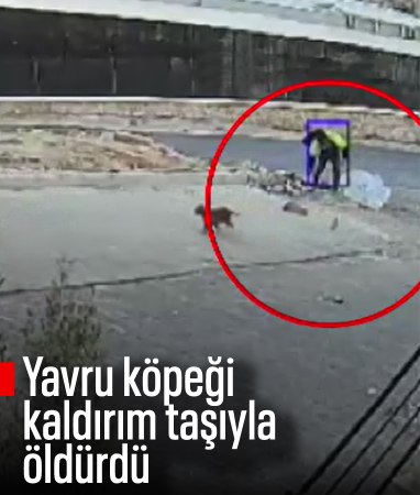 Şanlıurfa'da yavru köpeği kaldırım taşıyla öldürdü, yakalanıp tutuklandı