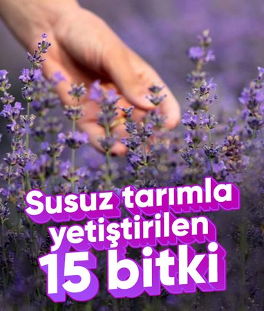 Susuz tarımla yetişen 15 bitki
