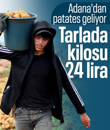 Adana’da patates hasadı başladı