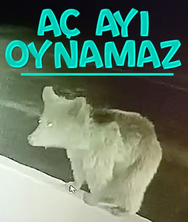 Bayburt'ta bir yavru ayı alabalıkları yedikten sonra oyunlar oynadı