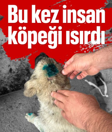 Zonguldak'ta şaşkına çeviren olay: Bu kez insan köpeği ısırdı