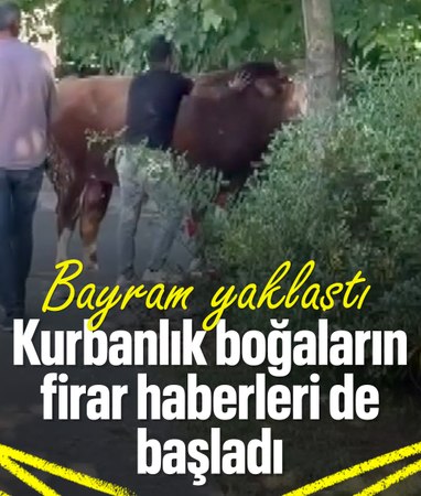 İstanbul'da kaçan kurbanlığı çevredekiler güçlükle yakaladı