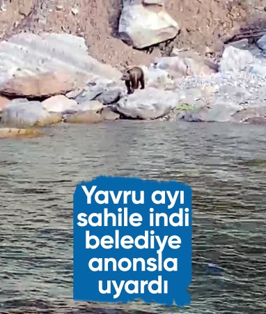 Bartın'da sahile yavru ayı inince vatandaşlar uyarıldı