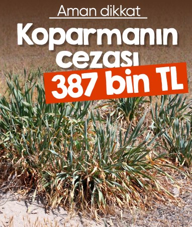 Muğla'ya özgü bitkiyi koparmanın cezası 300 bin lirayı aşıyor
