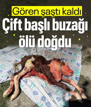 Bartın'da çift başlı buzağı ölü doğdu