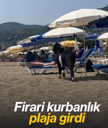 Antalya'da kurbanlık keçi, plaja kaçtı
