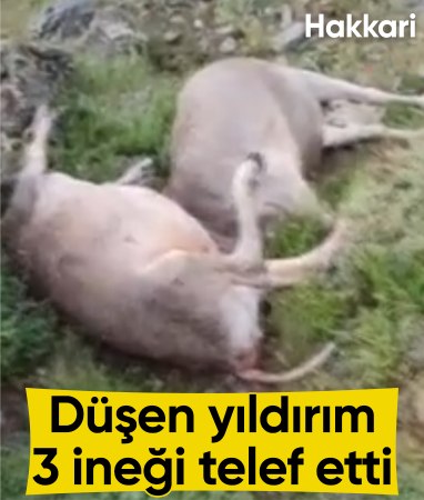Hakkari'de yıldırım düşmesi sonucu 3 inek telef oldu