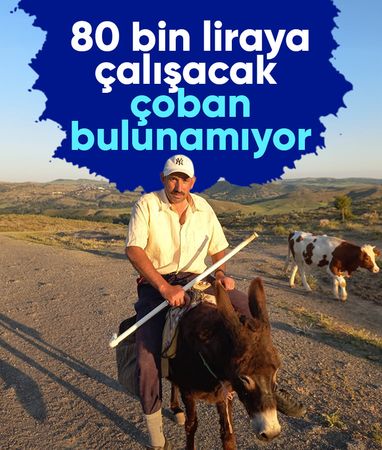 Yozgat'ta besiciler, çoban bulamamaktan şikayetçi