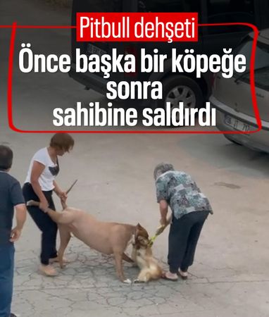 Ankara'da pitbull cinsi köpek hem sahibine hem de köpeğe saldırdı