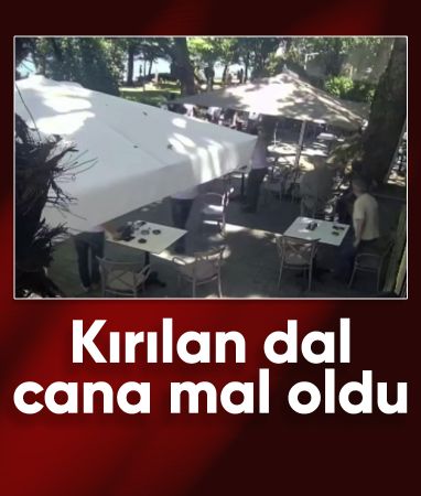 Kocaeli'den çınardan kopan dal can aldı
