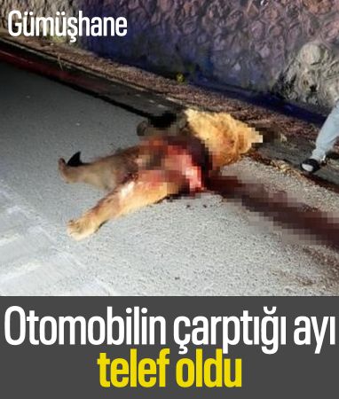 Gümüşhane’de otomobilin çarptığı ayı telef oldu