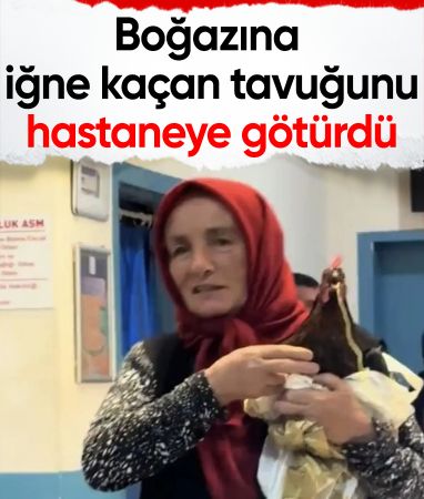 Giresun'da hastanede ilginç anlar: Boğazına iğne kaçan tavuğuna röntgen çekilmesini istedi