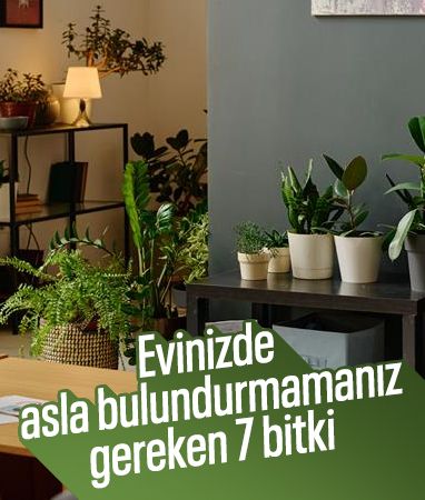 Bu bitkileri evinizde bulundurmayın: Zehirliyor
