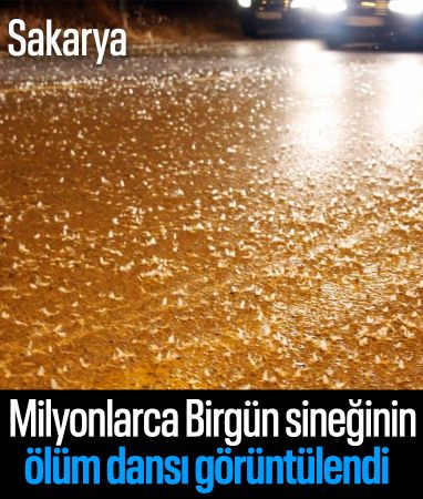 Sakarya'da birgün sineklerinin 'ölümle dansı'