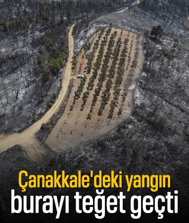 Çanakkale'deki yangında 150 ağacı bulunan zeytinlik yanmadı