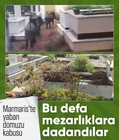 Marmaris'te domuz sorunu giderek büyüyor: Bu defa mezarlıklara dadandılar