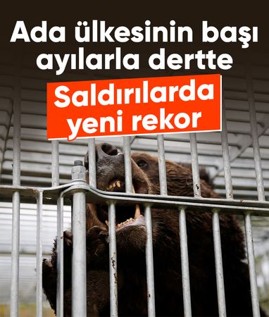 Japonya'da ayı saldırıları 230'a ulaşarak rekor kırdı