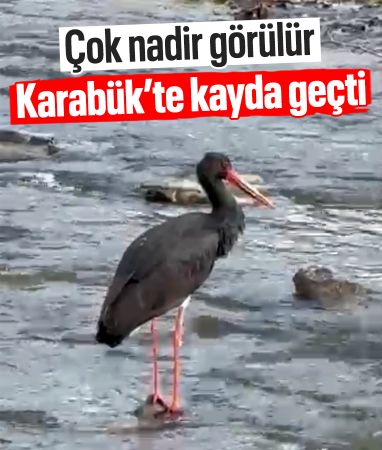 Nadir görülen kara leylek Karabük'te objektiflere takıldı