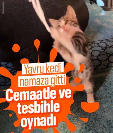 Gümüşhane'de yavru kedinin camide gülümseten oyunu