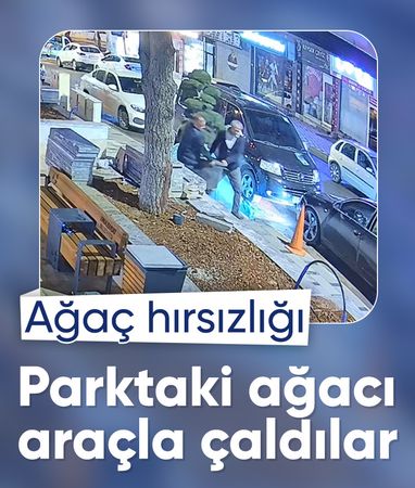 Kahramanmaraş'ta ağaç hırsızlığı: Parktaki ağacı araçla çaldılar