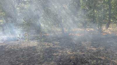 Edirne'de sınır hattında orman yangını