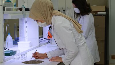 Samsun'da kenevirden süt üretildi