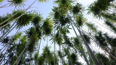 Samsun'da yerli ve milli kenevirler hasat için gün sayıyor