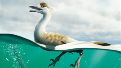 Ördeğe benzeyen bir dinozor türü keşfedildi