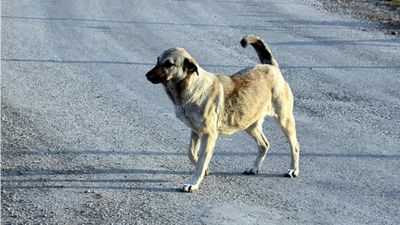 Sivas'ta çoban köpeğinin saldırdığı kadın ağır yaralandı 