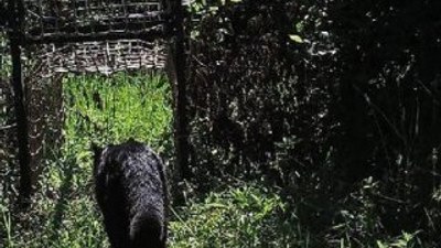 Küre Dağları'nda siyah renkli yaban kedisi göründü