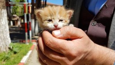 İtfaiye kurtardığı kediye '110' adını verdi