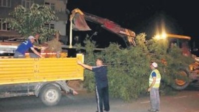 Tekirdağ'da CHP'li belediyenin ağaç katliamı sürüyor