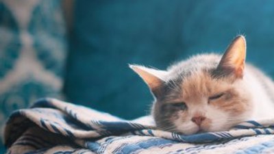 Edirne'de vali yardımcıları kedi yüzünden mahkemelik oldu