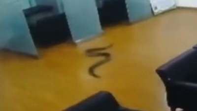 Toplantının ortasına yılan düştü